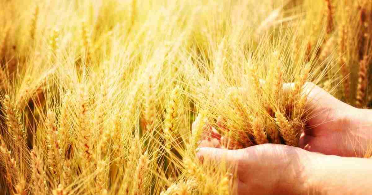 Yield Farming: How it Differs from Staking