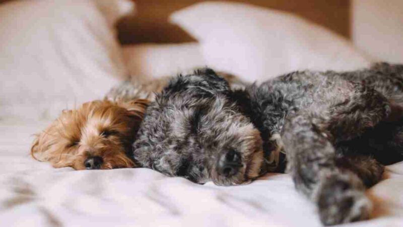 Which Qualities Should You Look for in a Dog Bed?